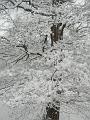 Snow, Greenwich Park P1070270
